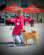 Shiba Inu – Krásne šteniatka – fotka 3