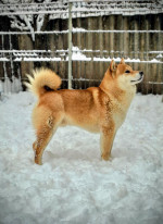Shiba Inu – Krásne šteniatka – fotka 4