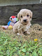 Mini maltipoo – fotka 2