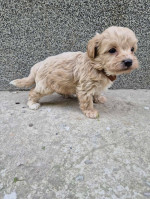 Mini maltipoo – fotka 3