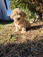 Mini maltipoo – fotka 4
