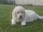 Zlatý retriever šteniatka s PP – fotka 2