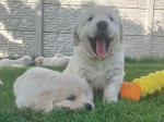 Zlatý retriever šteniatka s PP – fotka 4