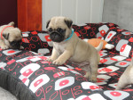 Mops s PP.FCI – fotka 4