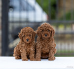 Toy Poodle – šteniatka – fotka 2