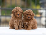 Toy Poodle – šteniatka – fotka 3