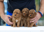 Toy Poodle – šteniatka – fotka 4