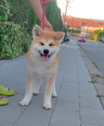 Akita Inu – Krásne šteniatka s FCI rodokmeňom – fotka 2