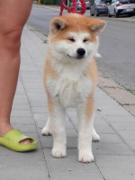 Akita Inu – Krásne šteniatka s FCI rodokmeňom – fotka 3