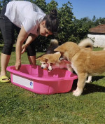 Akita Inu – Krásne šteniatka s FCI rodokmeňom – fotka 4