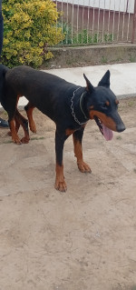 Šteniatka dobermana  – fotka 3