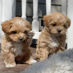 Rozkošné šteniatka Maltipoo – fotka 2