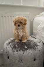 Rozkošné šteniatka Maltipoo – fotka 3