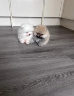 Vysokokvalitné šteniatka Pomeranian – fotka 2