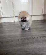 Vysokokvalitné šteniatka Pomeranian – fotka 3