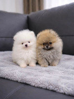 Vysokokvalitné šteniatka Pomeranian – fotka 4