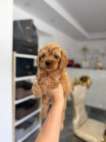 Goldendoodle Krásne šteniatka – fotka 2