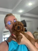 Goldendoodle Krásne šteniatka – fotka 3