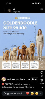 Goldendoodle Krásne šteniatka – fotka 4