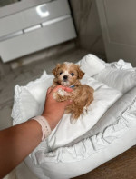 Adorable Toy Poodle Puppies for Sale – fotka 2