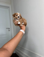 Adorable Toy Poodle Puppies for Sale – fotka 3