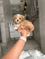 Adorable Toy Poodle Puppies for Sale – fotka 4