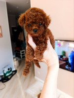 Premium Toy Poodle Puppies – fotka 3