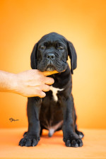 Cane Corso – Krásne šteniatka – fotka 2