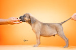 Cane Corso – Krásne šteniatka – fotka 3