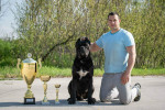 Cane Corso – Krásne šteniatka – fotka 4