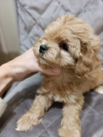 Adorable Toy Poodle Puppies for Sale – fotka 2