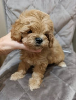 Adorable Toy Poodle Puppies for Sale – fotka 3