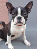 Boston Terrier fenka – fotka 2