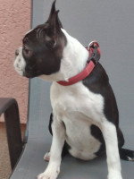 Boston Terrier fenka – fotka 3