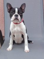 Boston Terrier fenka – fotka 4