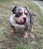 American Bully Pocket – pes a sučka na predaj – fotka 2