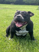 American Bully Pocket – pes a sučka na predaj – fotka 3