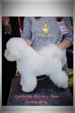 Bichon Frisé – krásne šteniatka – fotka 2