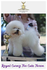 Bichon Frisé – krásne šteniatka – fotka 3