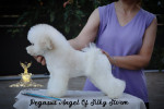 Bichon Frisé – krásne šteniatka – fotka 4
