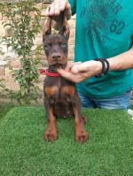 Doberman – fotka 2