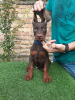 Doberman – fotka 3