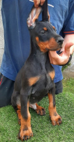 Doberman – fotka 4