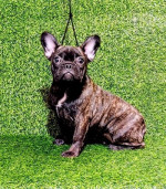 FRANCÚZSKY BULDOG - šteniatko – fotka 2