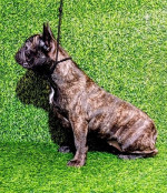 FRANCÚZSKY BULDOG - šteniatko – fotka 3