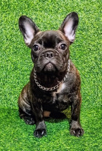 FRANCÚZSKY BULDOG - šteniatko – fotka 4