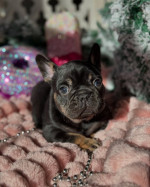 Šteniatka francúzskeho buldočka na adopciu – fotka 3