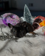 Šteniatka francúzskeho buldočka na adopciu – fotka 4