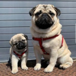 Šteniatka mopsa na adopciu – fotka 3