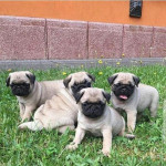 Šteniatka mopsa na adopciu – fotka 4